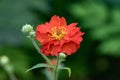 Scarlet avens Geum chiloense Mrs. Bradshaw, flower close-up Royalty Free Stock Photo